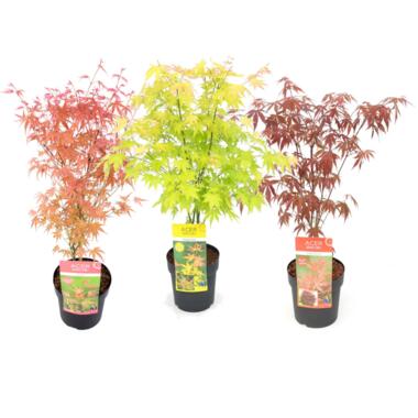 Acer palmatum - Set de 3 - Erable du Japon - Pot 19cm - Hauteur 60-70cm product