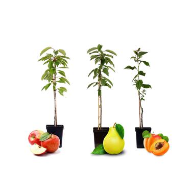 Fruitbomen - mix van 3 - appel, peer, abrikoos - ⌀9cm - hoogte 60-70cm product