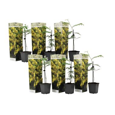 Acacia dealbata 'Mimosa' - Set de 6 - Pot 9cm - Hauteur 25-40cm product