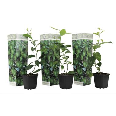 Citrus aurantifolia Limoen - Citroenboom - Set van 3 - Pot 9cm - Hoogte 25-40cm product