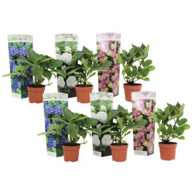Hydrangea macrophylla - Mix van 6 - Hortensia - Pot 10,5cm - Hoogte 25-40cm product