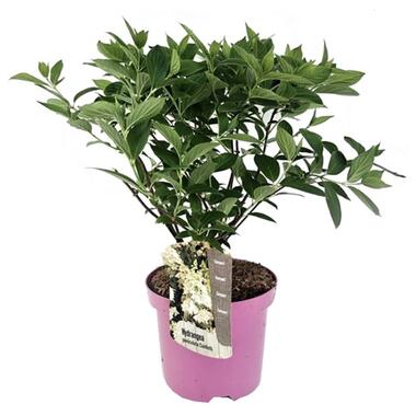 Hydrangea paniculata 'Confetti' - Hortensia - Pot 19cm - Hauteur 25-40cm product