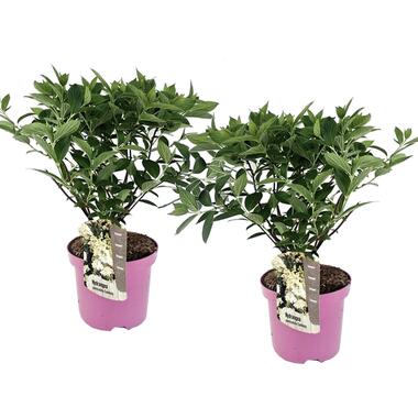 Hydrangea paniculata 'Confetti' - Hortensia - Set de 2 - ⌀19cm - Hauteur 25-40cm product
