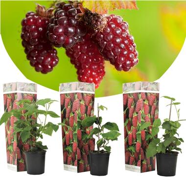 Rubus Baie de Tay - Set de 3 - Plante de jardin - Mûre - ⌀9cm - Hauteur 25-40cm product