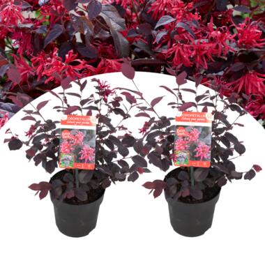 Loropetalum 'Ever Red' - Set van 2 - Franjeboom - Pot 13cm - Hoogte 25-35cm product
