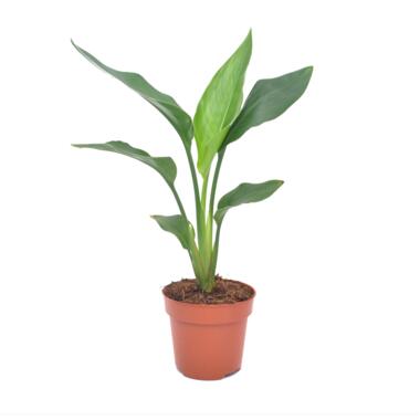 Strelitzia Reginea - Paradijsvogelbloem - Pot 9cm - Hoogte 25-40cm product