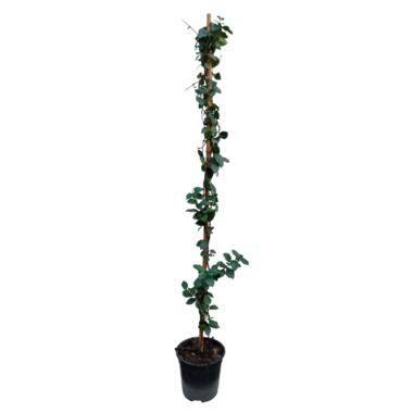 Trachelospermum jasminoides 'Ster van Toscane' - Pot 17cm - Hoogte 110-120cm product