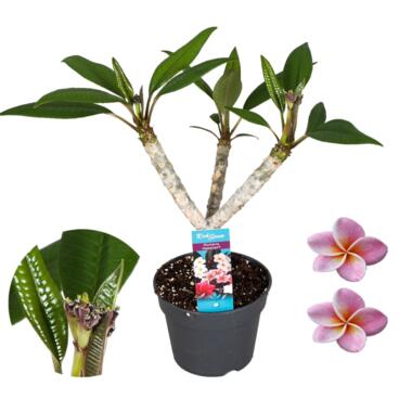 Plumeria Frangipani Violet - Hawaii - Pot 17cm - Hauteur 55-70cm product