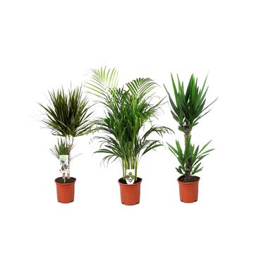 Set grote kamerpalmen - Set van 3 - Indoor Palmmix XL - Hoogte 70-90cm - ⌀17cm product