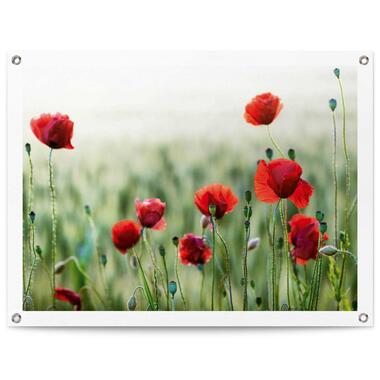Tuinposter - Wilde klaprozen - 60x80 cm Canvas product