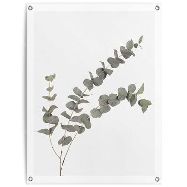 Tuinposter - Eucalyptus - 80x60 cm Canvas product