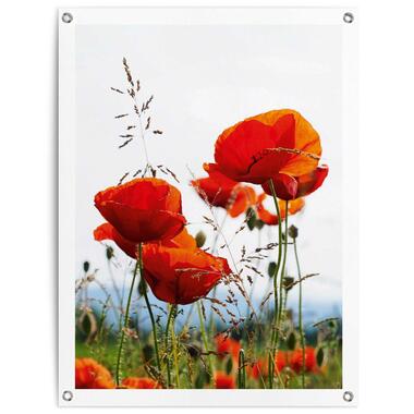 Tuinposter - Klaprozen - 80x60 cm Canvas product