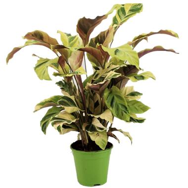 Calathea Fusion Yellow - Luchtzuiverend - Kamerplant - Pot 14cm - Hoogte 30-40cm product