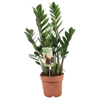 Zamioculcas Zamiifolia - ZZ-plant - Kamerplant - Pot 17cm - Hoogte 55-65cm product