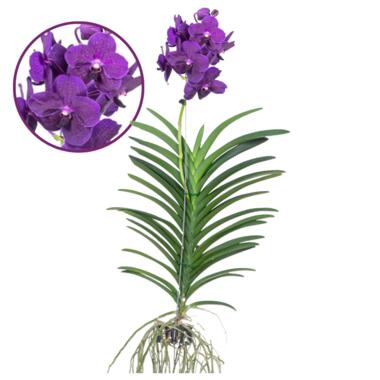 Vanda Velvet Blackberry - Orchidée en fleur - Hauteur 80-90cm product