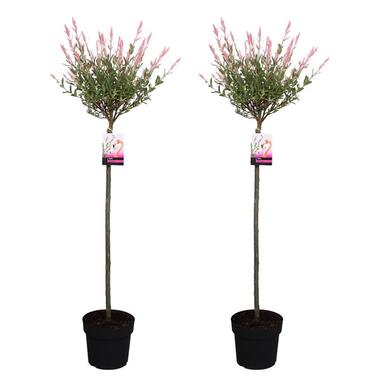 Salix Flamingo - Set de 2 - Saule Flamant - Pot 19cm - Hauteur 90-110cm product