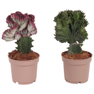 Euphorbia mix - Mélange de 2 plantes - Pot 12cm - Hauteur 25-30cm product