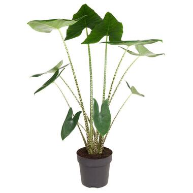 Alocasia zebrina - Plante d'intérieur XXL - Pot 32cm - Hauteur 140-150cm product