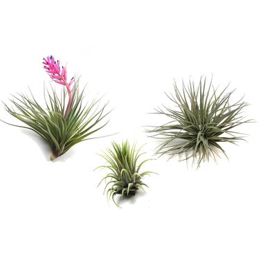 Tillandsia mélange de plantes - Set de 3 - Plantes aériennes - Hauteur 5-15cm product