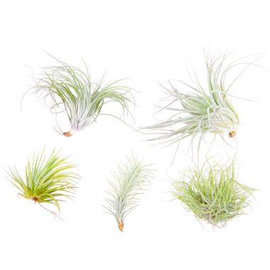 Tillandsia mélange de plantes - Set de 5 - Plantes aériennes - Hauteur 5-15cm product