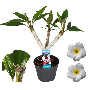 Plumeria Frangipani Blanc - Hawaii - Pot 17cm - Hauteur 55-70cm product