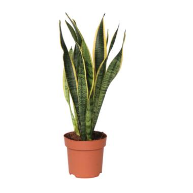 Langue de belle-mère - Sansevieria trifasciata Laurentii - H40-50cm - ⌀14cm product