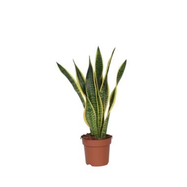 Langue de belle-mère - Sansevieria trifasciata Laurentii - H60-70cm - ⌀17cm product