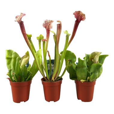 Sarracenia purpurea - Lot de 3 - Plante carnivore - Pot 5,5cm - Hauteur 10-15cm product