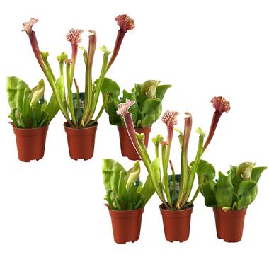 Sarracenia purpurea - Lot de 6 - Plante carnivore - Pot 5,5cm - Hauteur 10-15cm product