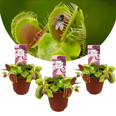 Dionaea Muscipula - Venus Vliegenvanger - Set van 3 - Pot 5,5cm - Hoogte 5-10cm product