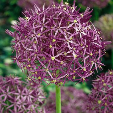 Allium Christophii - Bulbes de fleurs x15 - Violet product