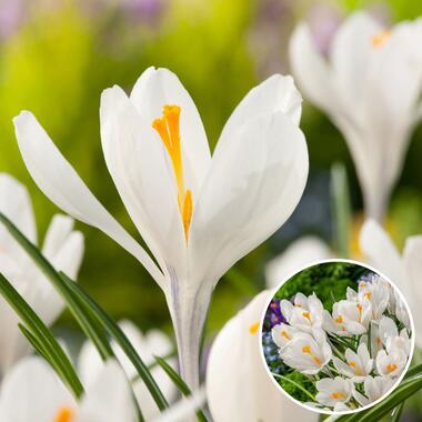 Crocus White - Bloembollen x30 - Krokus - Wit - Vroege bloeier product