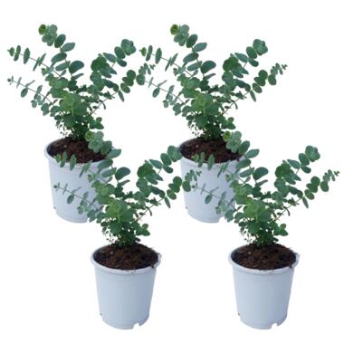 Eucalyptus Pulverulenta 'Babyblauw' - Set van 4 - Pot 13cm - Hoogte 25-40cm product