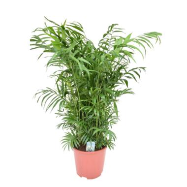 Mexicaanse dwergpalm - Compact groeiende groene palm - Pot 20cm - Hoogte 80-90cm product