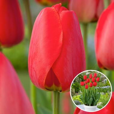 Tulipa Red Impression - Bloembollen - Set van 20 - Tulpen - Rood product