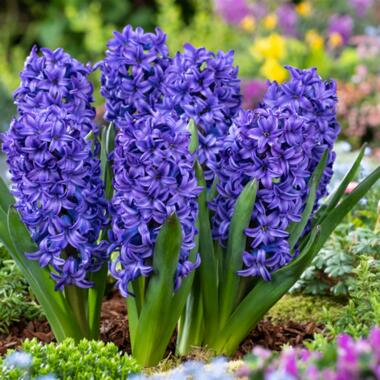 Hyacinthus Blue Trophy - 15x Bulbes de Jacinthes Rustiques - Floraison Précoce product