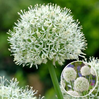 Allium Mount Everest - Bulbes x3 - Allium - Blanc product