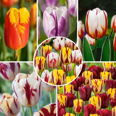 Tulipa Flaming Beauty Mix - Tulpenbollen - Set van 60 - Bloembollen product