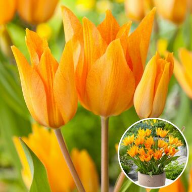 Tulipa praestans Shogun - Bulbes à fleurs x40 - Tulipe - Orange product