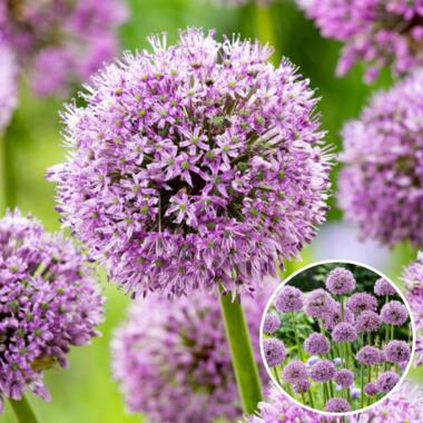 Allium Gladiator - 16x Bulbes d'Oignon Ornemental - Oignon Ornemental Géant product