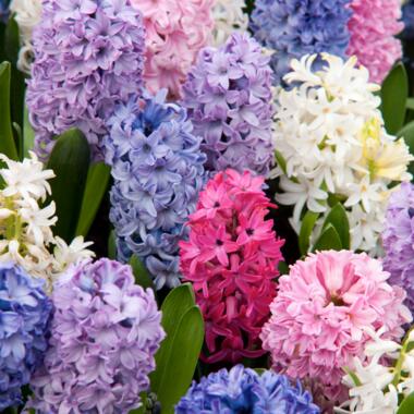 Hyacinthus Mix x10 - Jacinthe - Bulbes de fleurs résistantes product