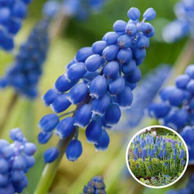 Muscari armeniacum - 100x Bulbes de jacinthes - Bulbes à fleurs product