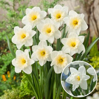 Narcissus Mount Hood - Set van 30 - Narcisbollen - Winterharde bloembollen product