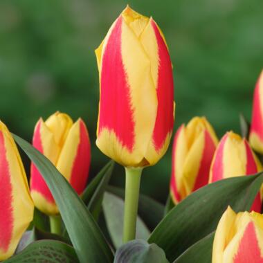 Mélange de Tulipes Roses et Rouges - Bulbes x80 - Bulbes à Fleurs