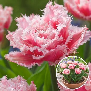 Tulipa Queensland - Bloembollen x20 - Tulp - Roze Wit product