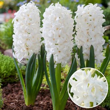 Hyacinthus Carnegie x20 - Jacinthe Carnegie - Bulbes de fleurs résistantes product