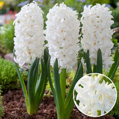 Hyacinthus Carnegie - Set van 10 - Hyacint - Winterharde bloembollen product