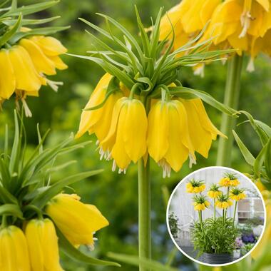 Fritillaria Lutea - Bulbes à fleurs x3 product