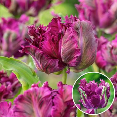 Tulipa Parrot Negrita - Bloembollen - Set van 15 - Tulp - Donkerpaars product