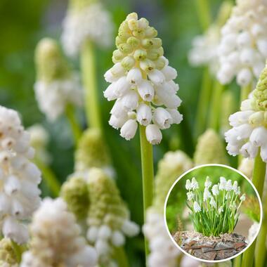 Muscari White Magic - Bulbes x50 - Jacinthe de Raisin Blanc - Bulbes à Fleurs product